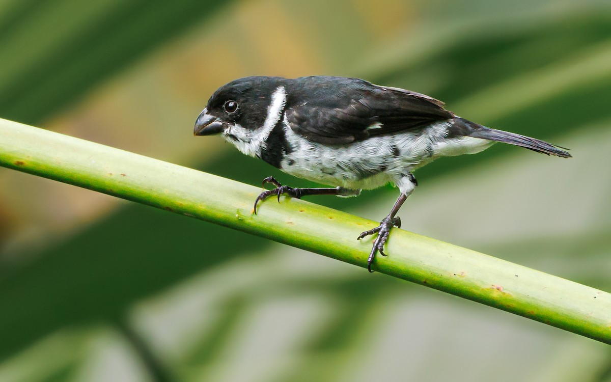 Variable Seedeater - ML620587172