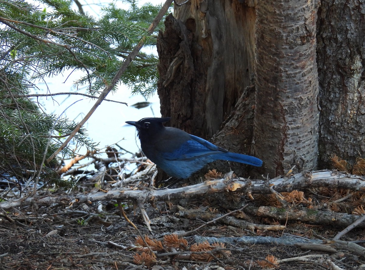 Steller's Jay - ML620587194