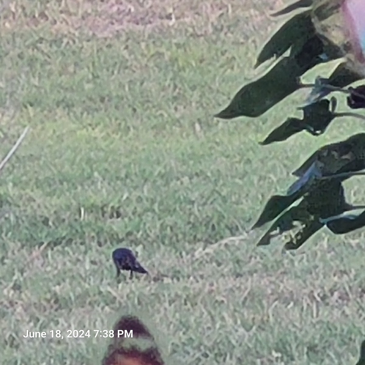 European Starling - ML620587200