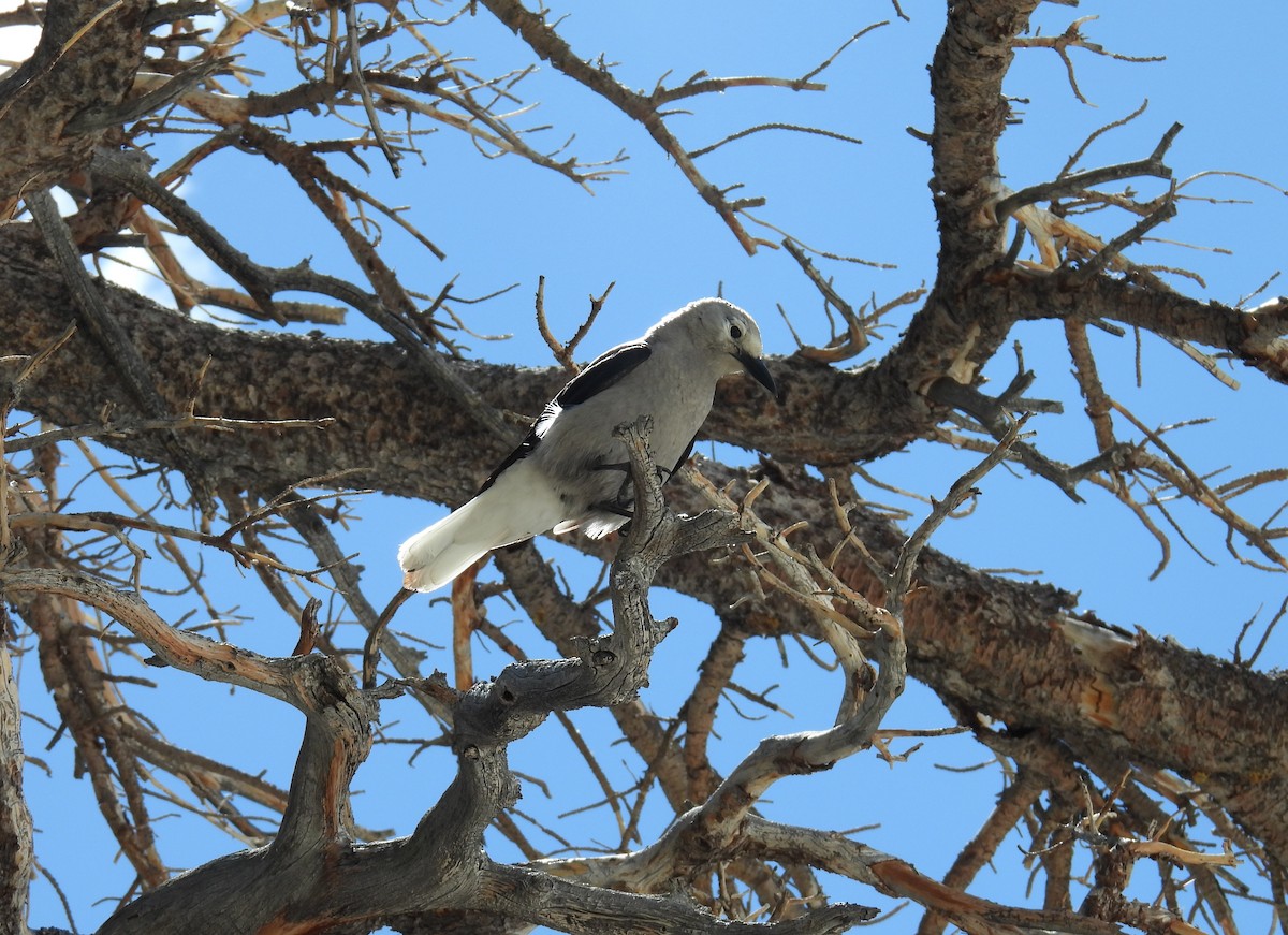 Clark's Nutcracker - ML620587203