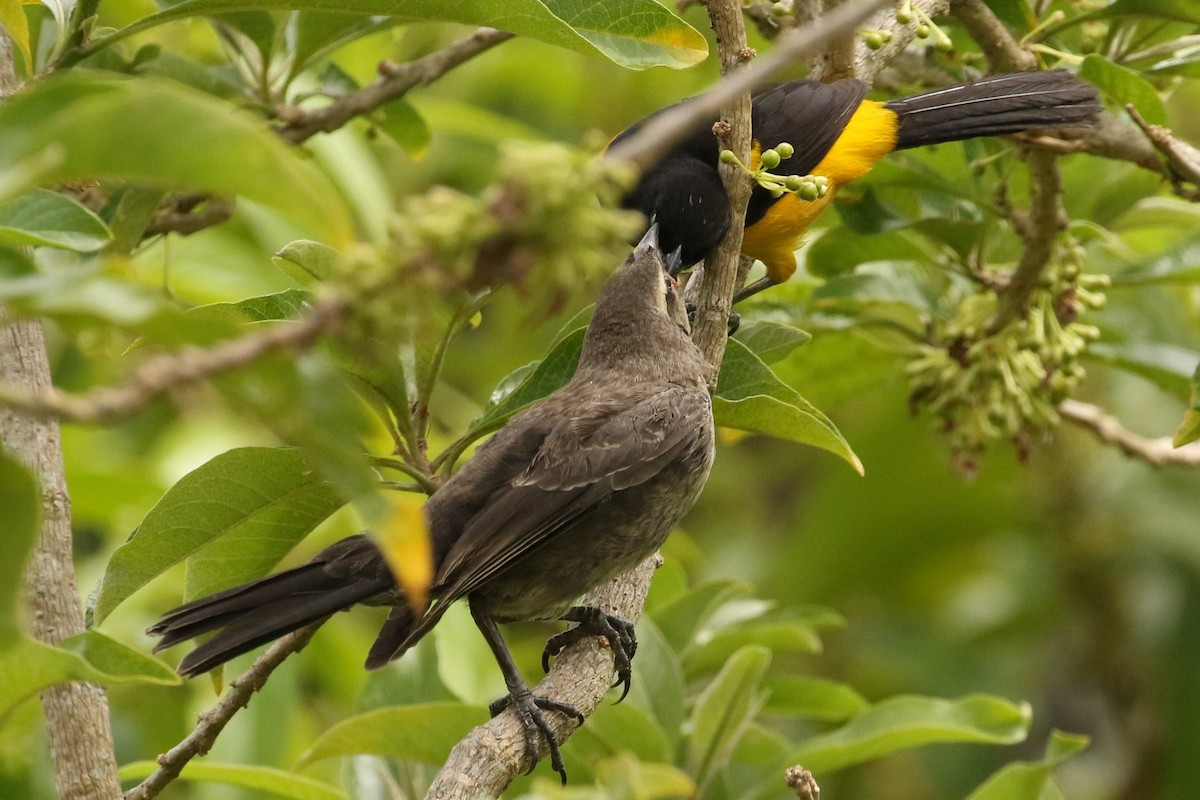 Shiny Cowbird - ML620587215