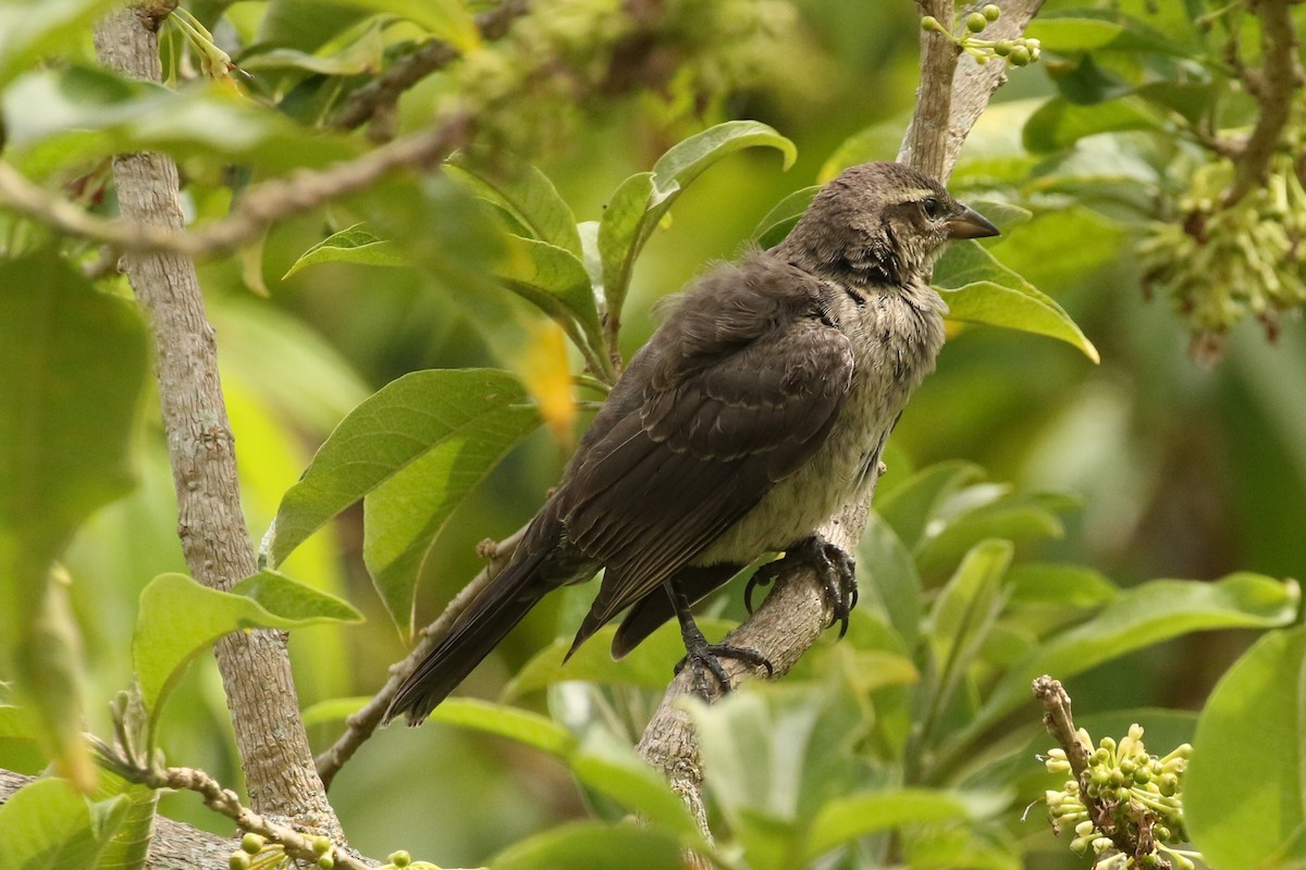 Shiny Cowbird - ML620587216