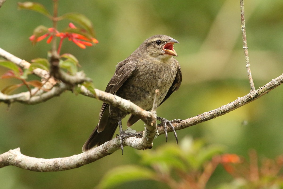 Shiny Cowbird - ML620587217