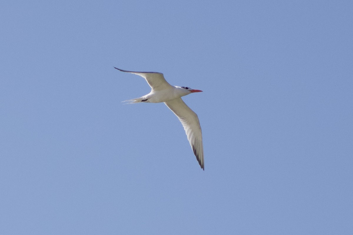 Royal Tern - ML620587219