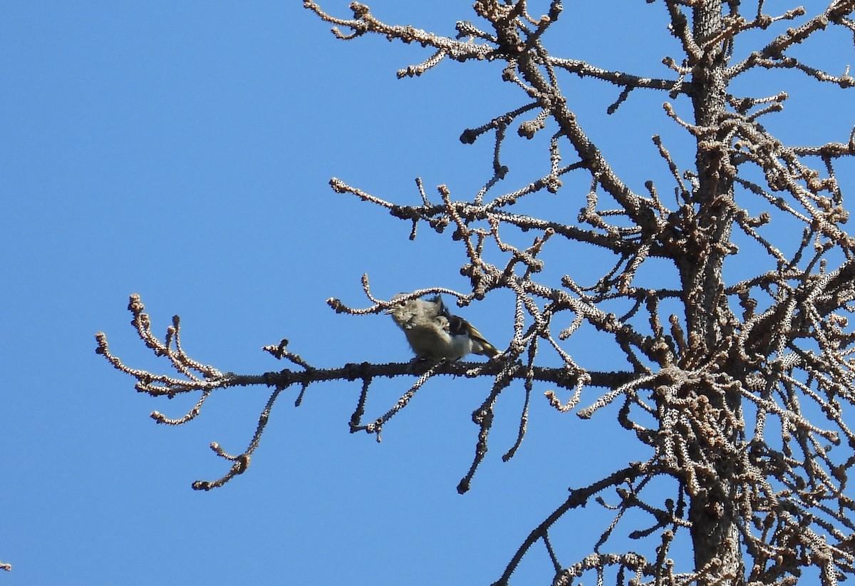 Ruby-crowned Kinglet - ML620587221