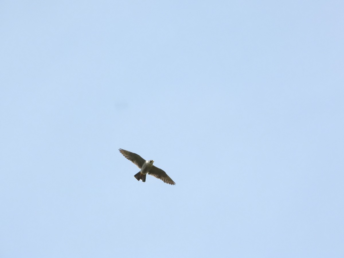 Peregrine Falcon - ML620587226