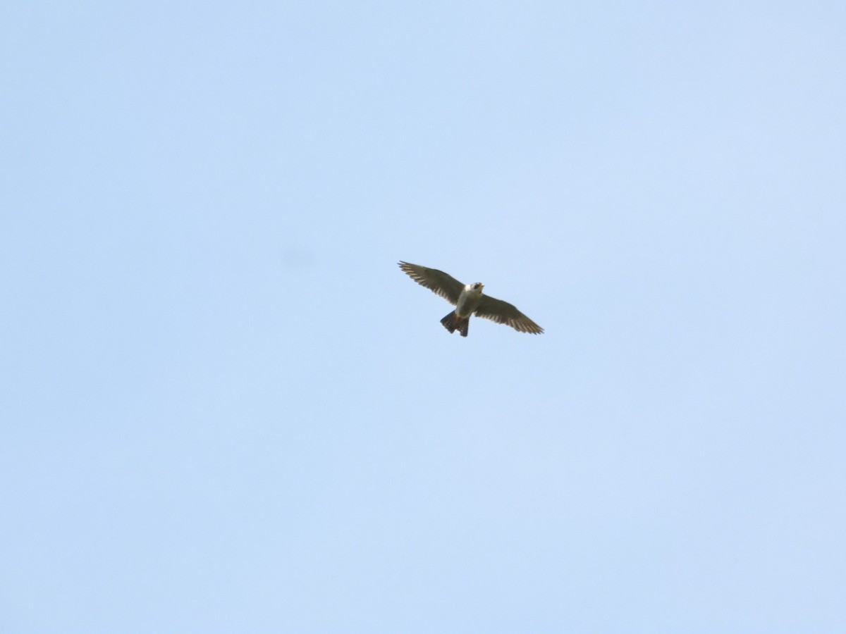 Peregrine Falcon - ML620587227