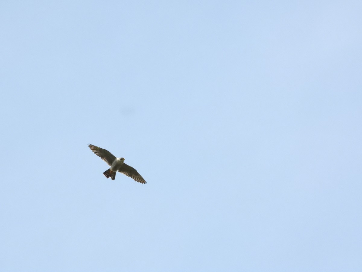 Peregrine Falcon - ML620587230