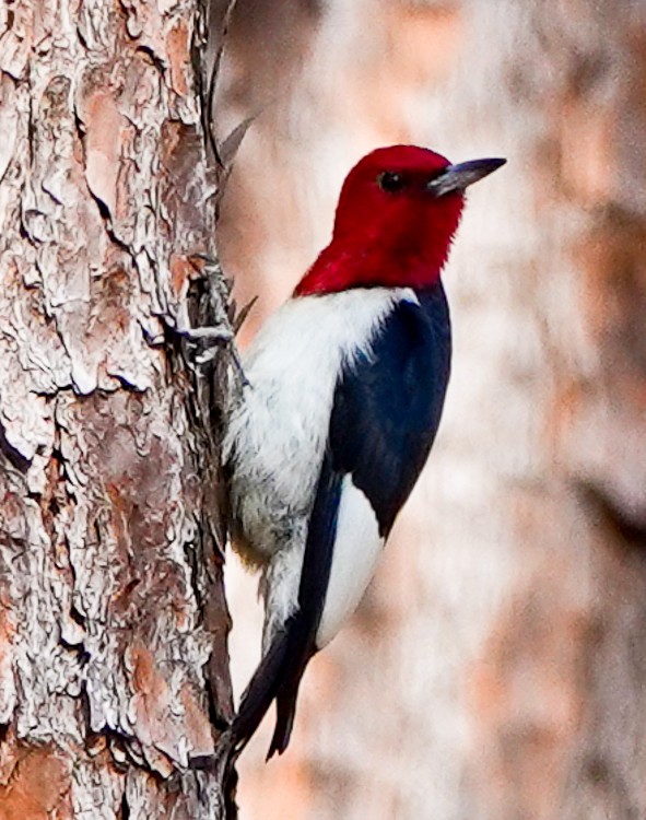 Red-headed Woodpecker - ML620587256