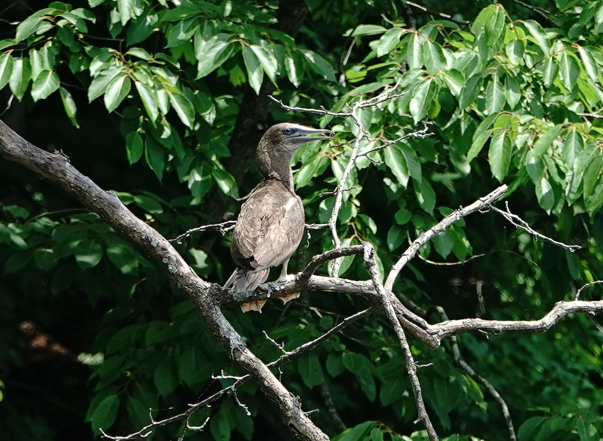 Brown Booby - ML620587258