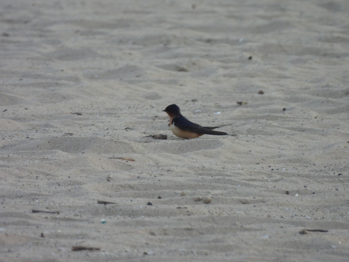 Barn Swallow - ML620587274