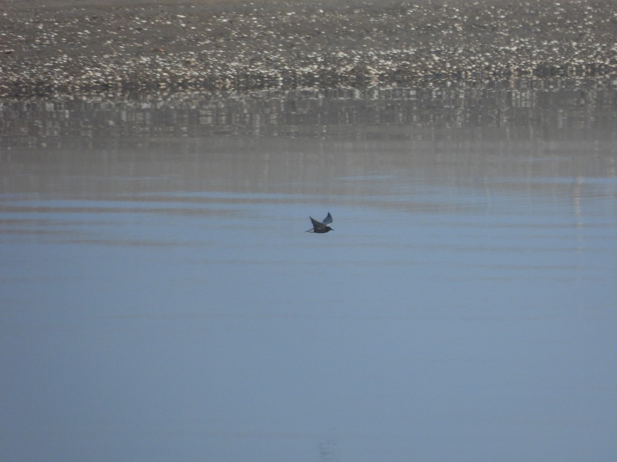 Black Tern - Manon Côté