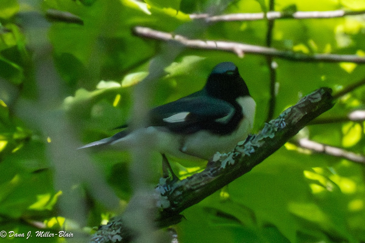 Black-throated Blue Warbler - ML620587289