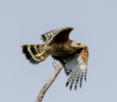 Red-shouldered Hawk - ML620587294