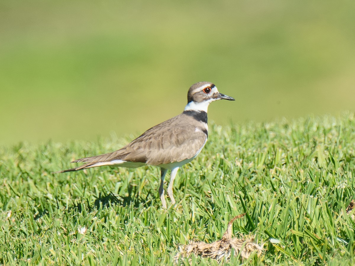 Killdeer - ML620587295