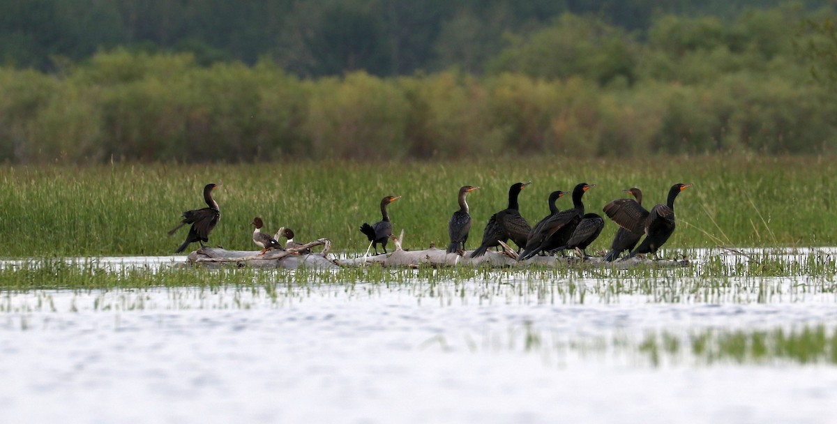 Double-crested Cormorant - ML620587296