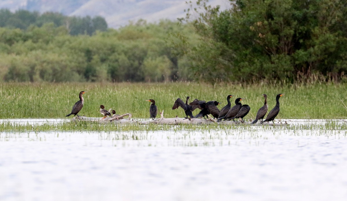 Double-crested Cormorant - ML620587299