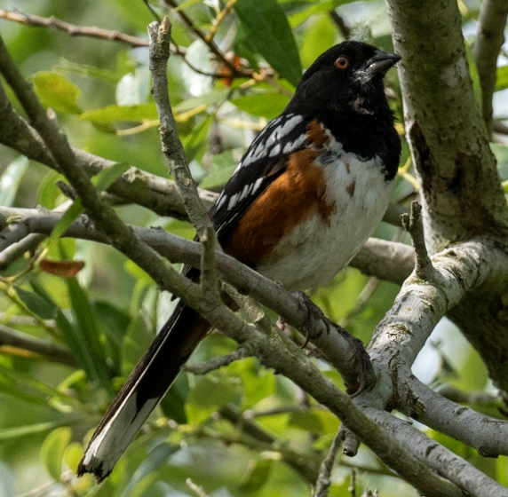 Spotted Towhee - ML620587301