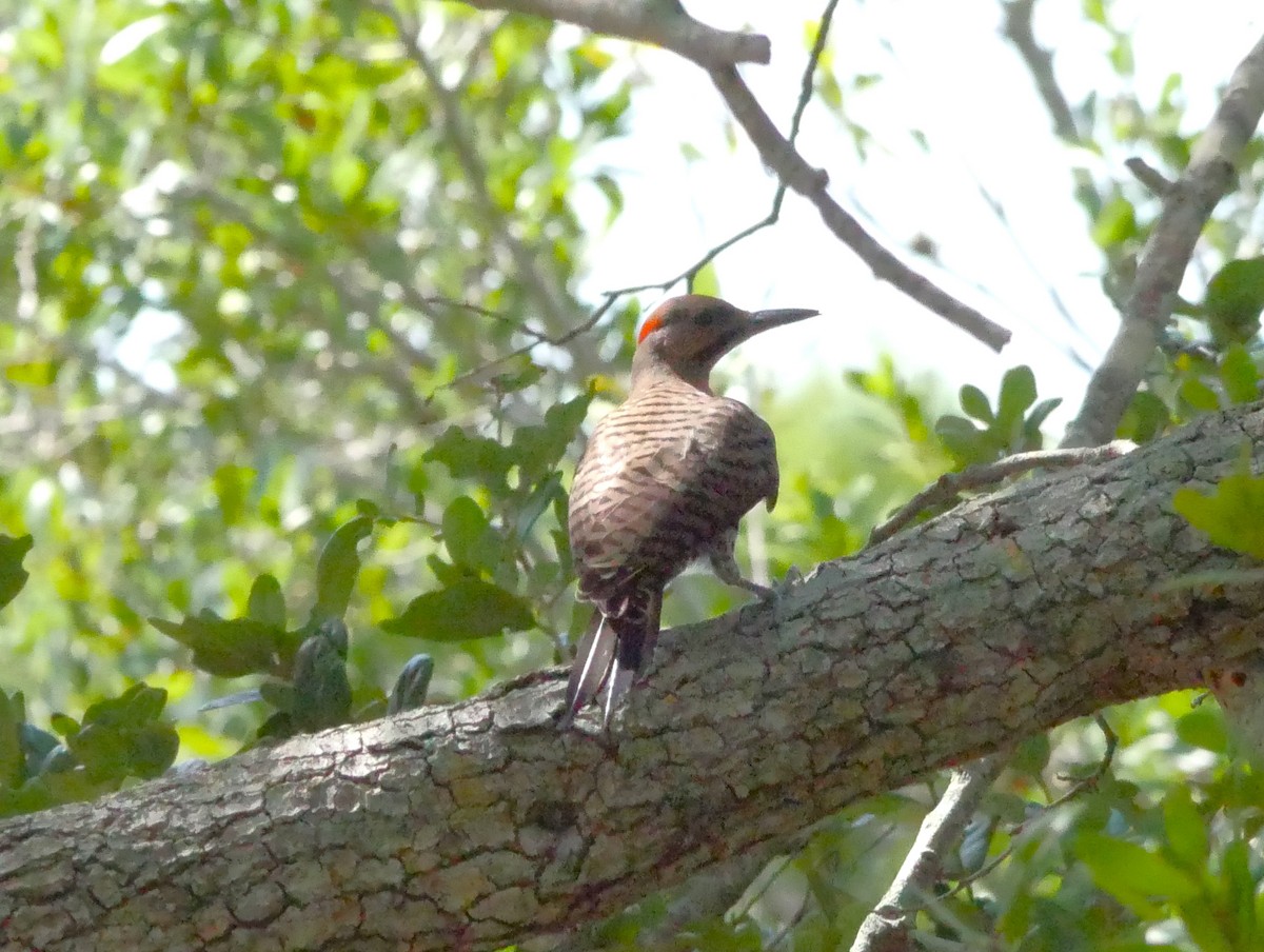 Northern Flicker - ML620587302