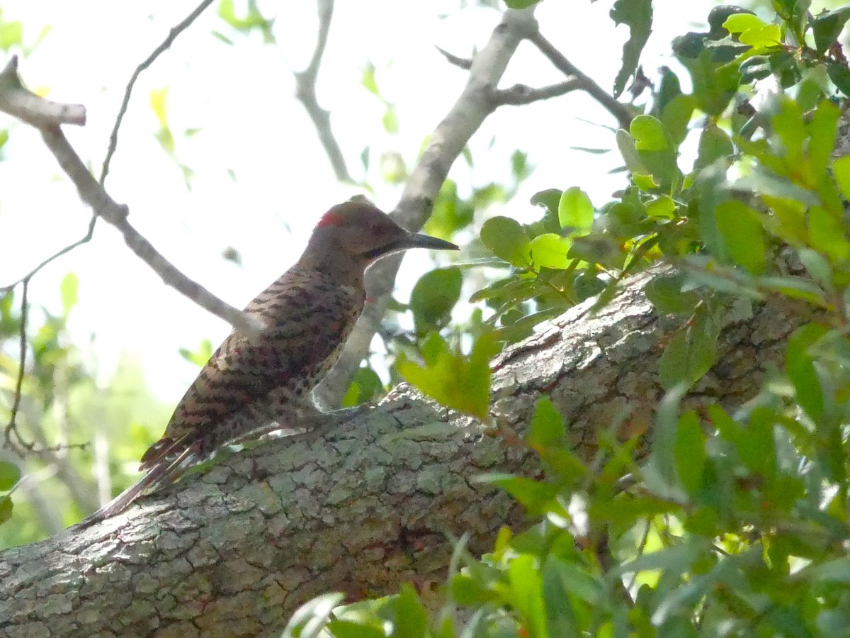 Northern Flicker - ML620587303