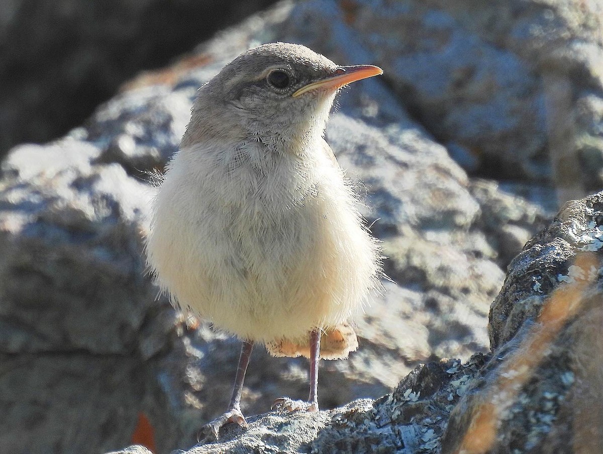 Rock Wren - ML620587308