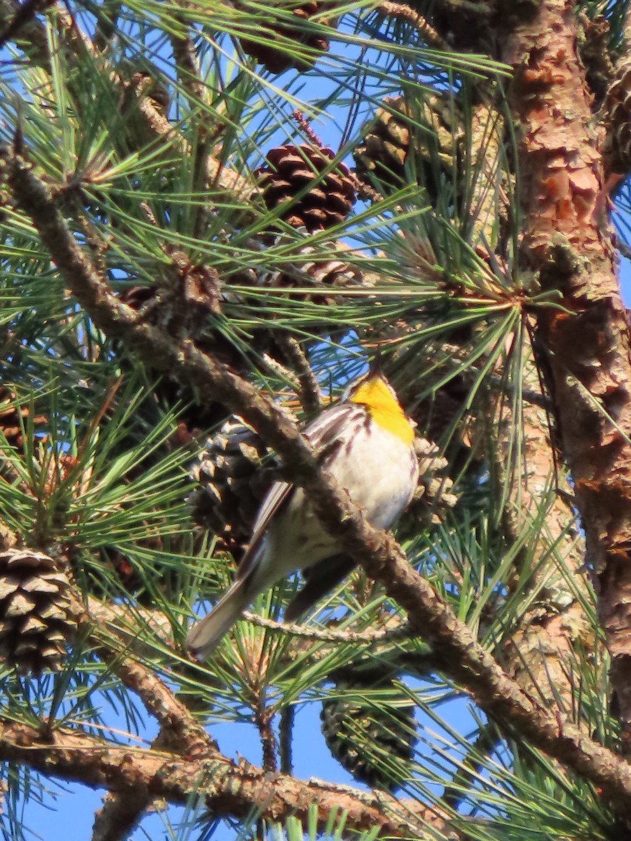 Yellow-throated Warbler - ML620587313