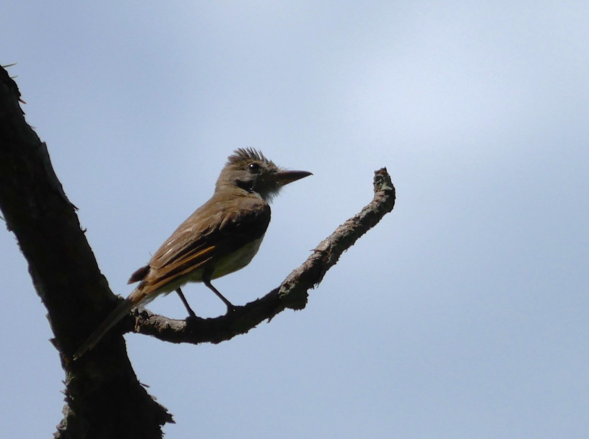 Great Crested Flycatcher - ML620587317
