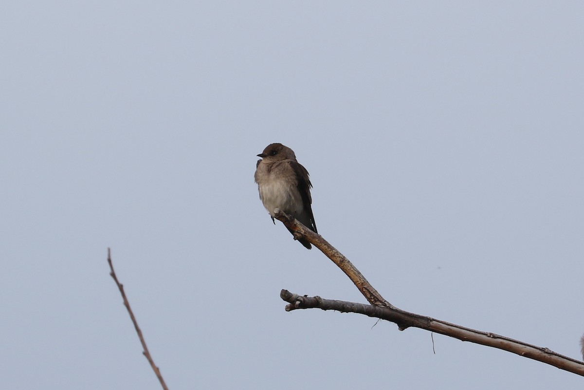 Northern Rough-winged Swallow - ML620587323