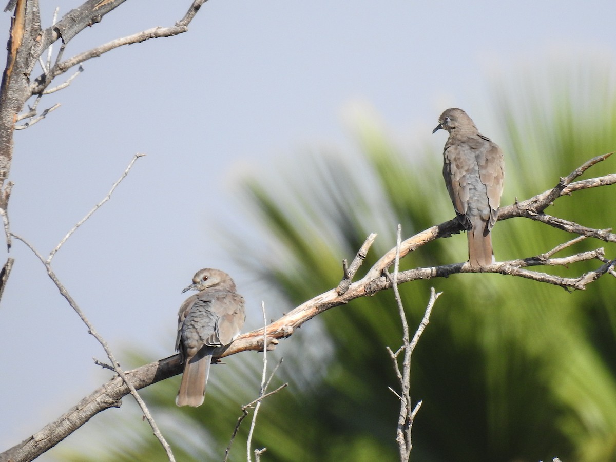 White-winged Dove - ML620587324