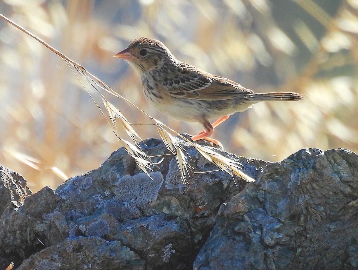 Grasshopper Sparrow - ML620587327