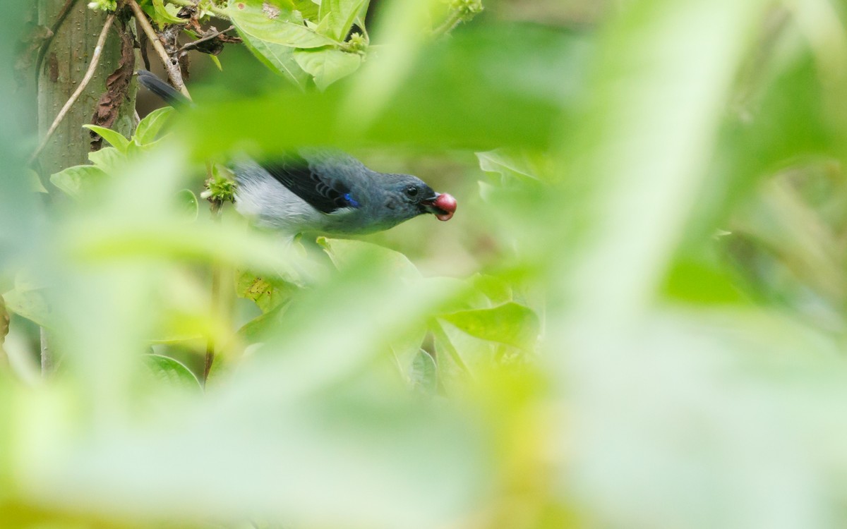 Plain-colored Tanager - ML620587334