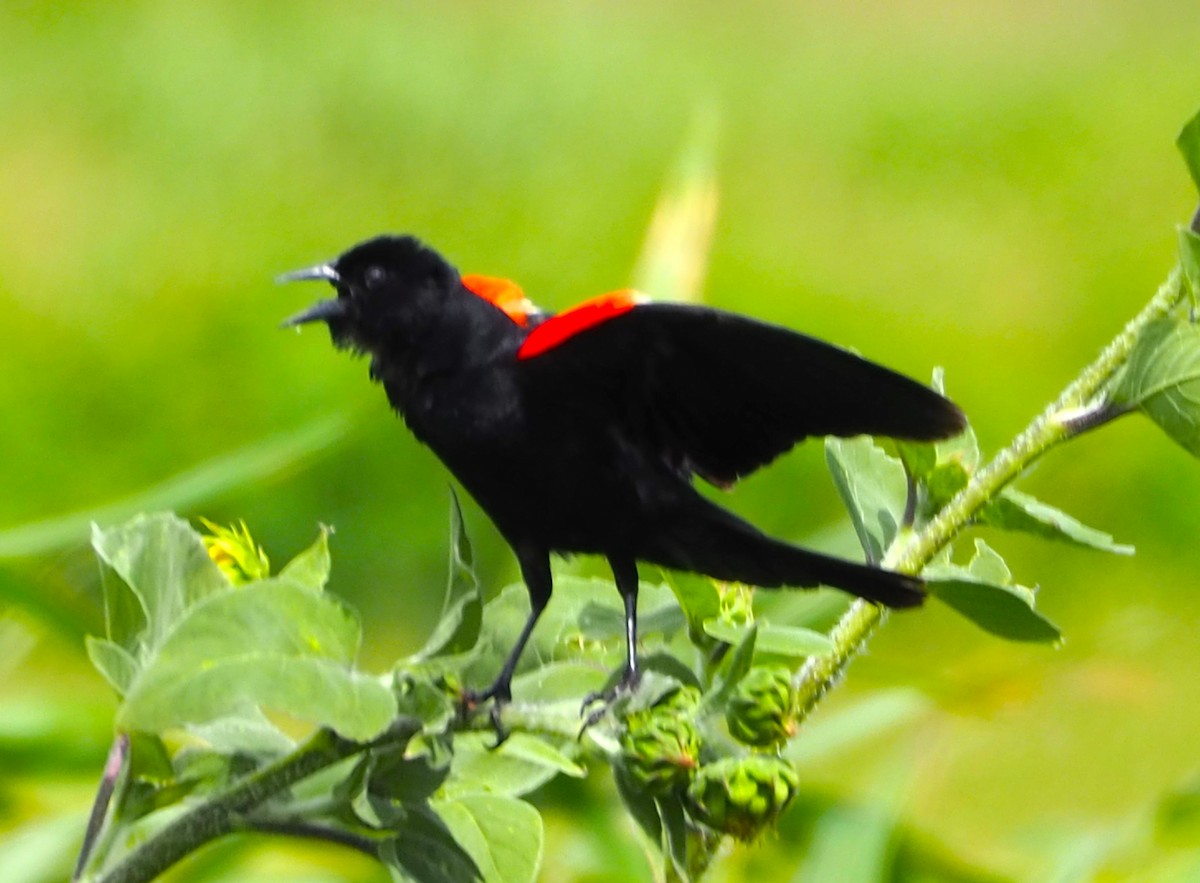 Red-winged Blackbird - ML620587339
