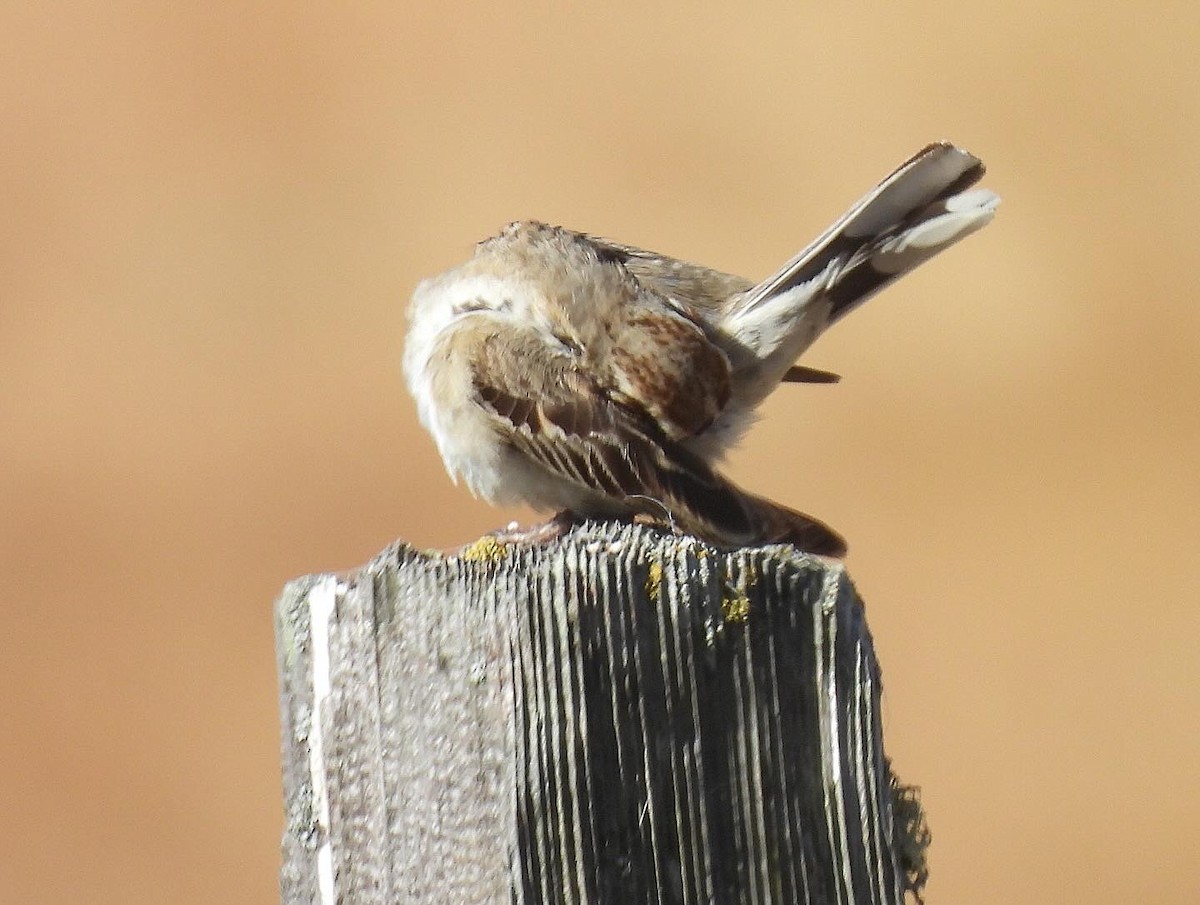 Lark Sparrow - ML620587352