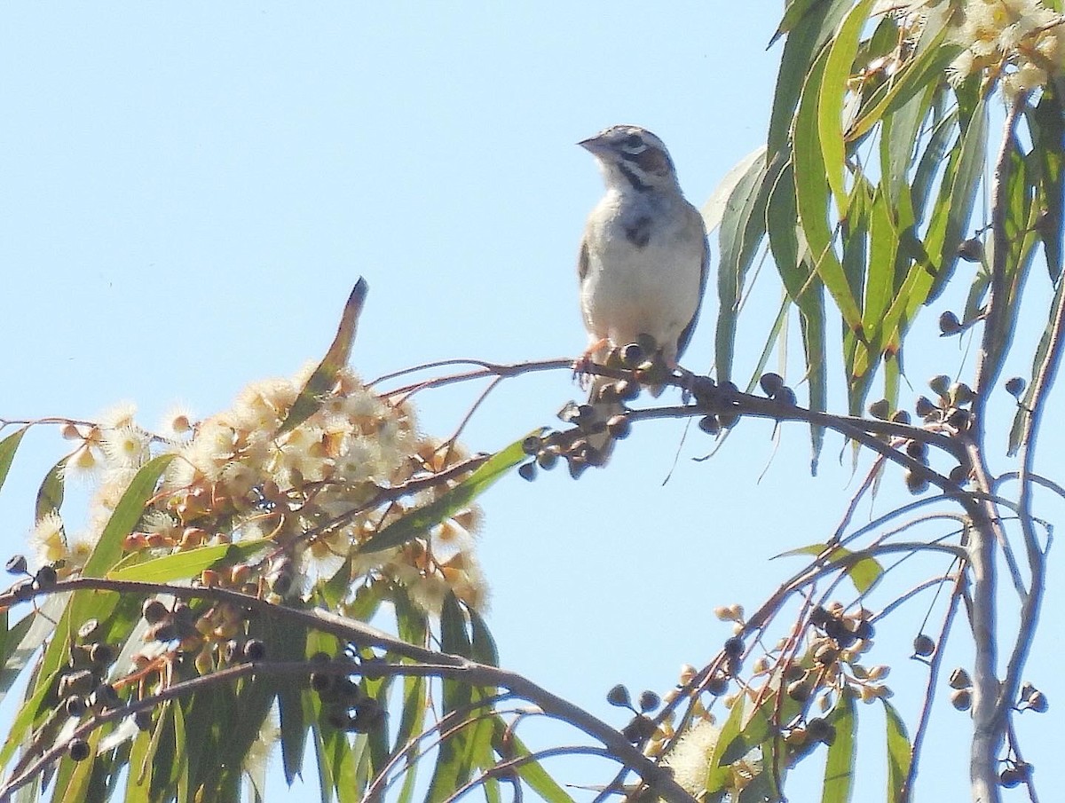 Bruant à joues marron - ML620587353