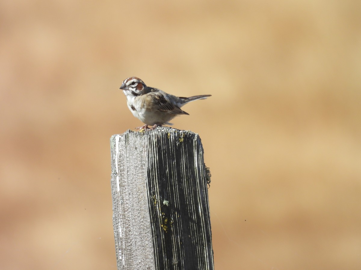 Lark Sparrow - ML620587354