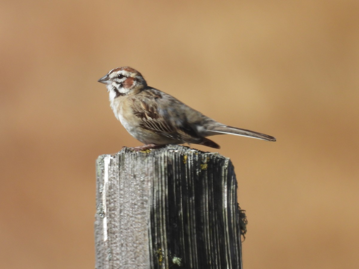 Lark Sparrow - ML620587355