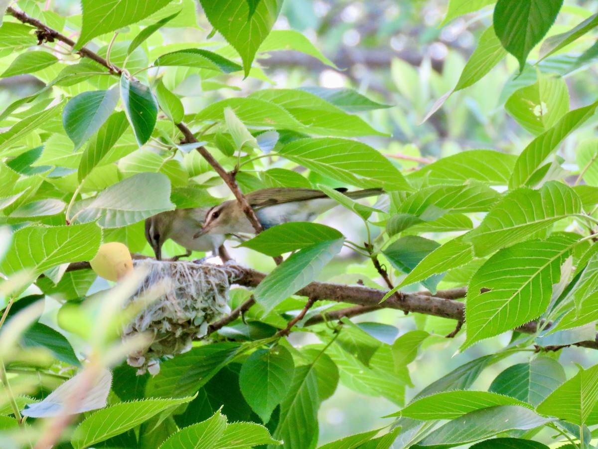 Red-eyed Vireo - ML620587358