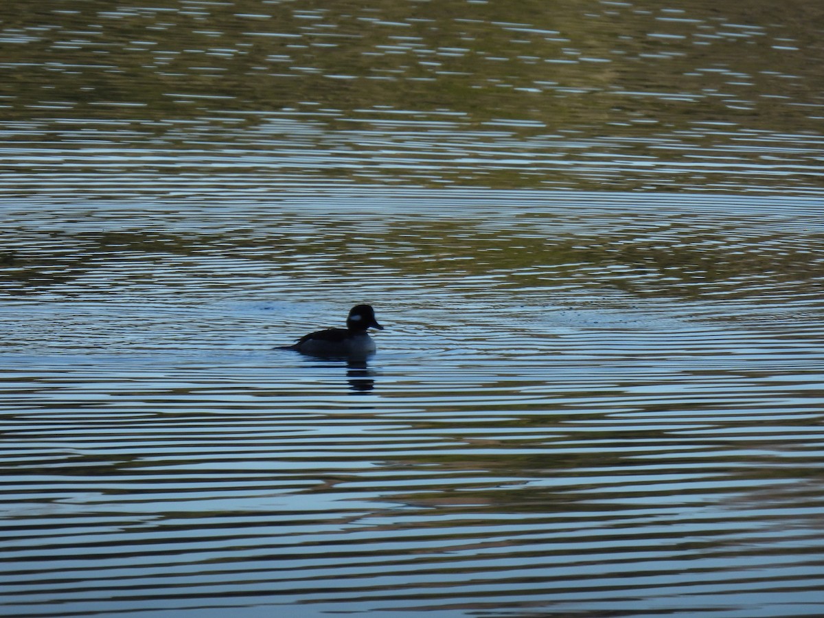 Bufflehead - ML620587366