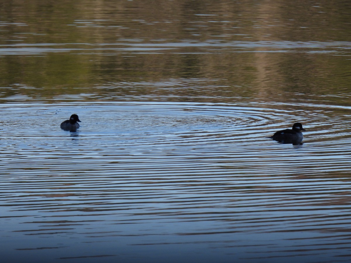 Bufflehead - ML620587368