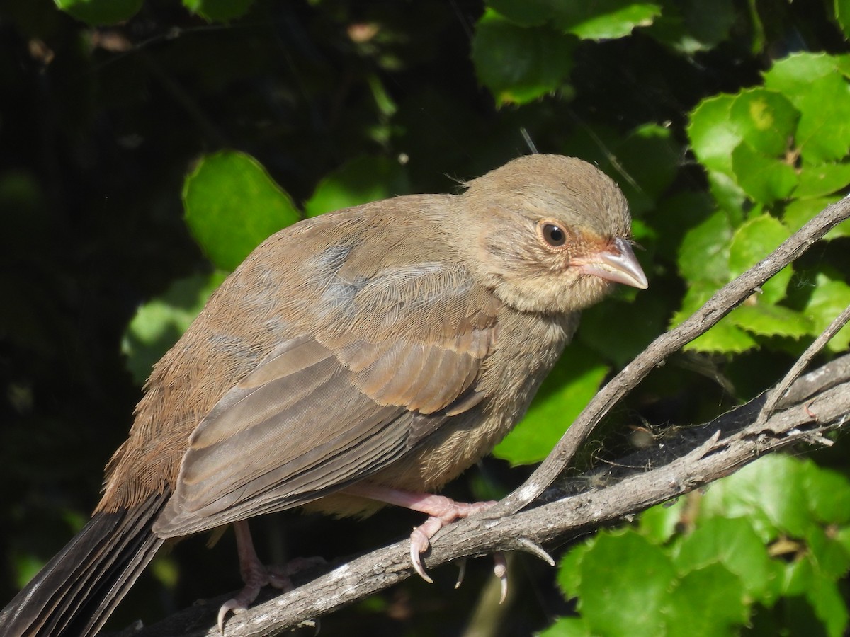 California Towhee - ML620587370