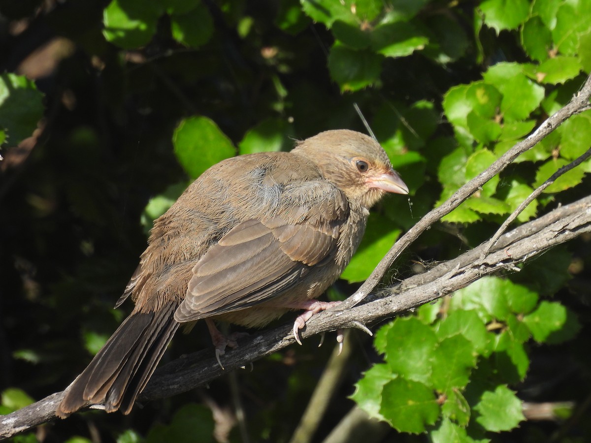 California Towhee - ML620587371