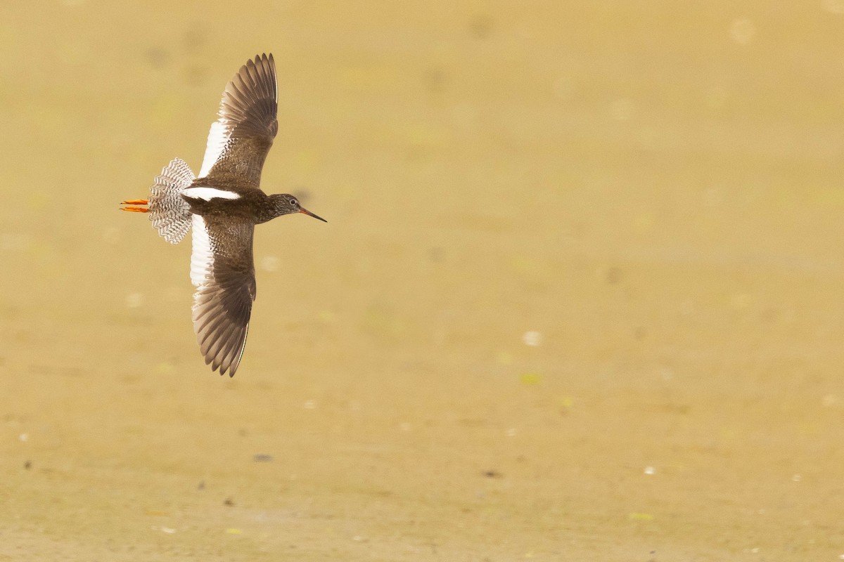 Common Redshank - ML620587372