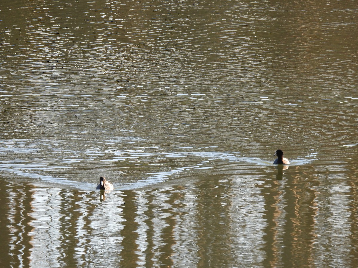 American Coot - ML620587374