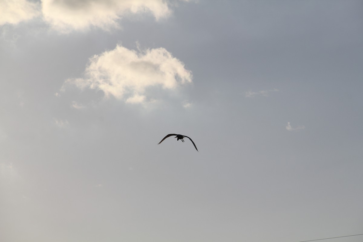 Great Egret - ML620587376