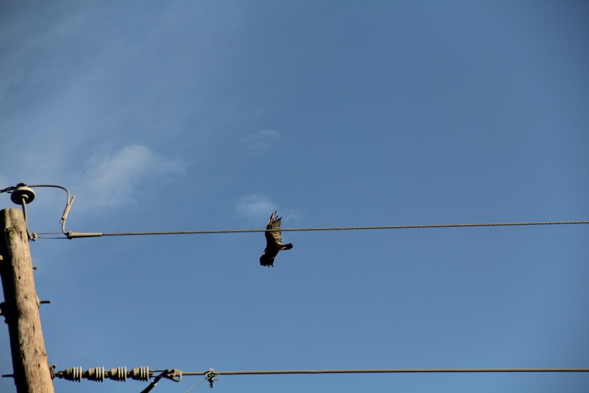 Turkey Vulture - ML620587384