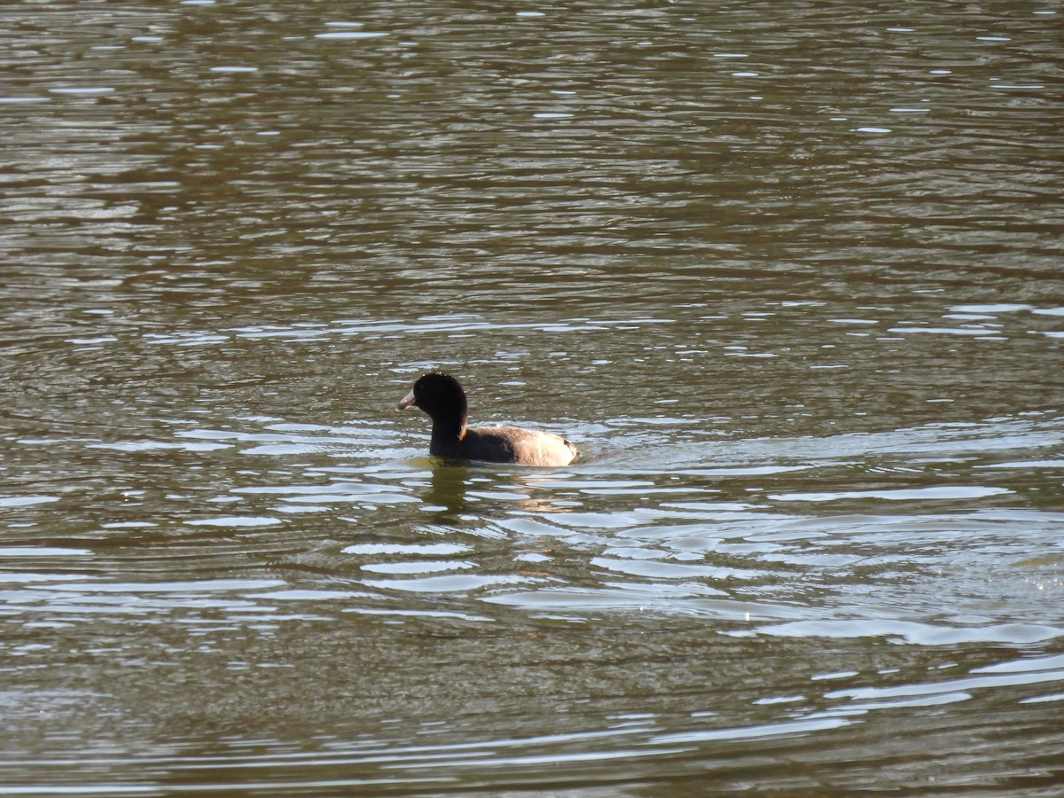 American Coot - ML620587390