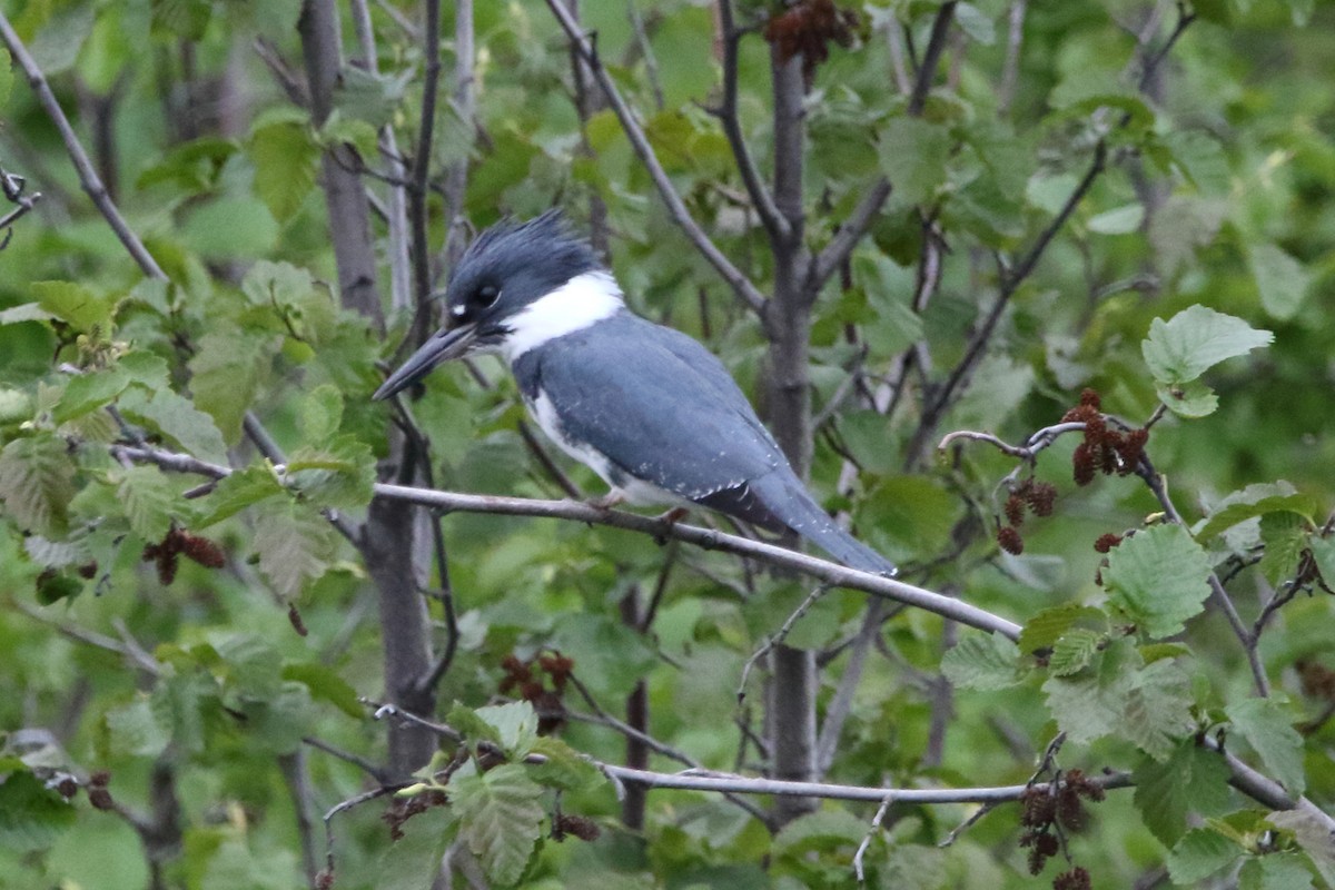 Belted Kingfisher - ML620587391