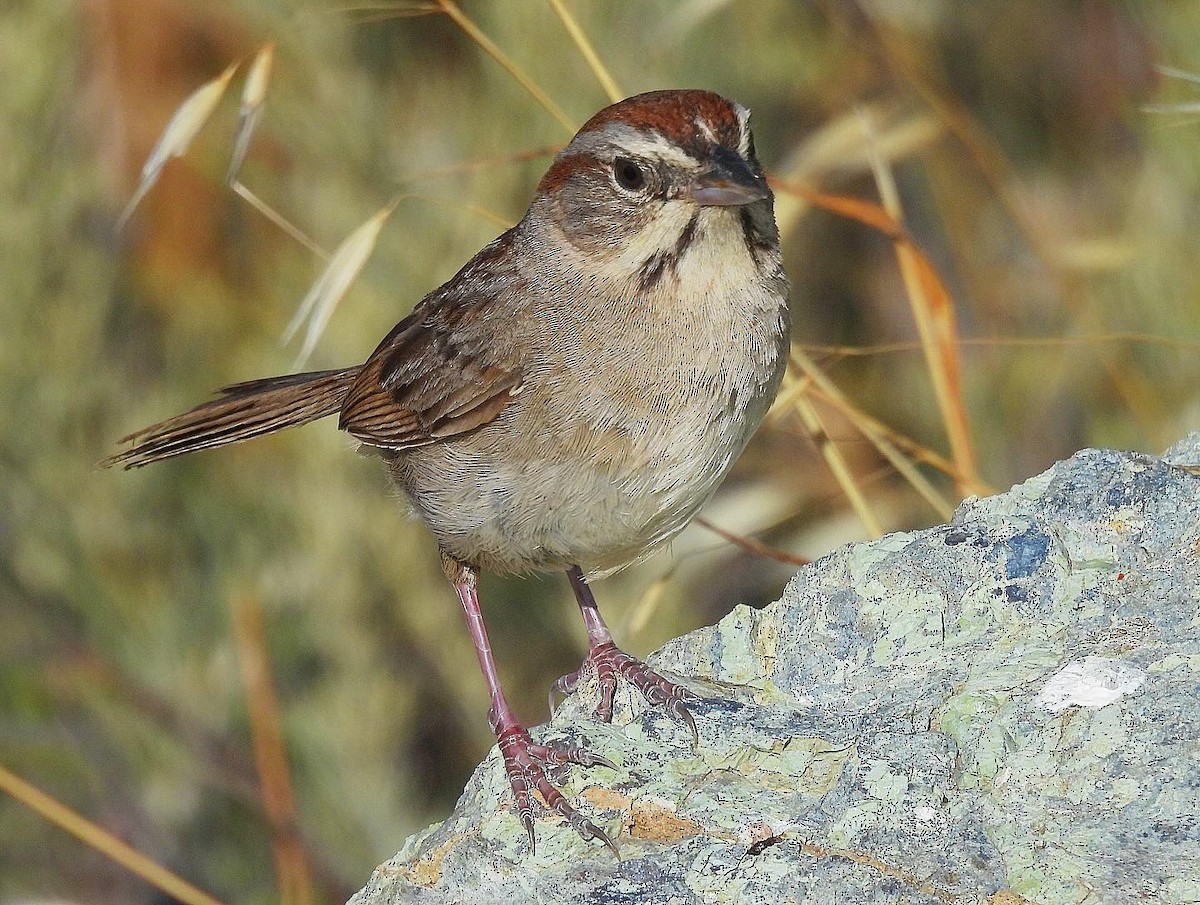 Rufous-crowned Sparrow - ML620587392