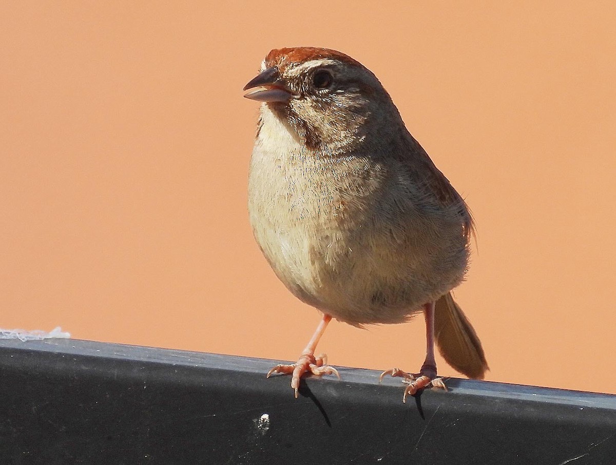 Rufous-crowned Sparrow - ML620587393