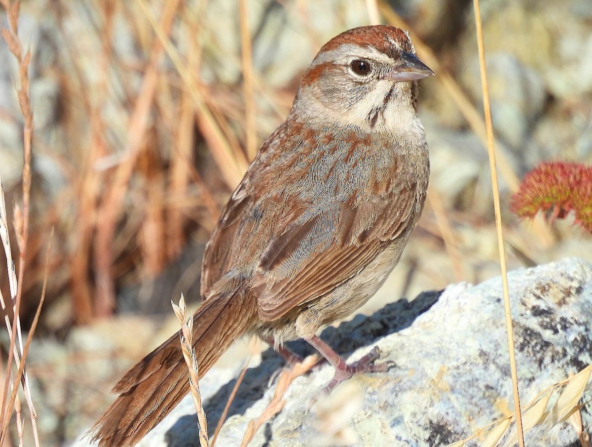 Rufous-crowned Sparrow - ML620587394